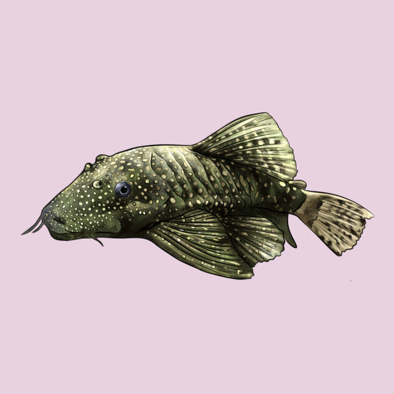 Bristlenose Placo Ladies Tee by LillyAllenDesigns | Teevron