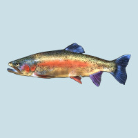 Rainbow Trout Ladies Tee | Teevron