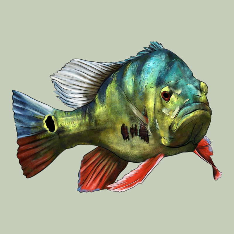 Peacock Bass Illustrations Ladies Tee by LillyAllenDesigns | Teevron