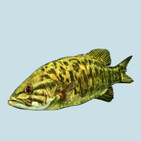 Smallmouth Bass Fish Illustrations Ladies Tee | Teevron