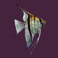 Angelfish Premium Tee | Teevron