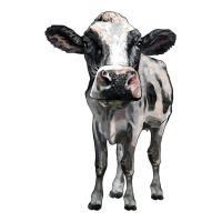 holstein cow | Teevron