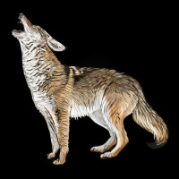 Howling Coyote Ladies Tee | Teevron