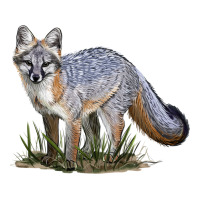 Gray Fox | Teevron