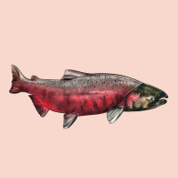 Chinook Salmon Fish Illustrations Urban Hoodie | Teevron