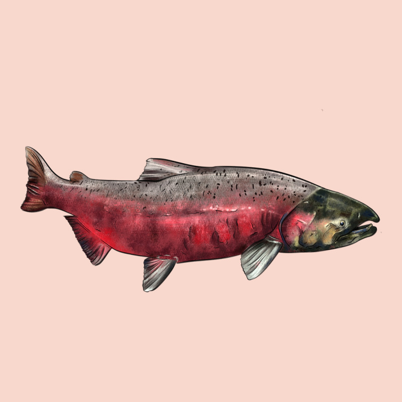 Chinook Salmon Fish Illustrations Urban Hoodie by LillyAllenDesigns | Teevron