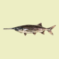 Paddlefish Illustrations, Urban Hoodie | Teevron