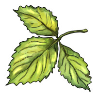 green leaf | Teevron