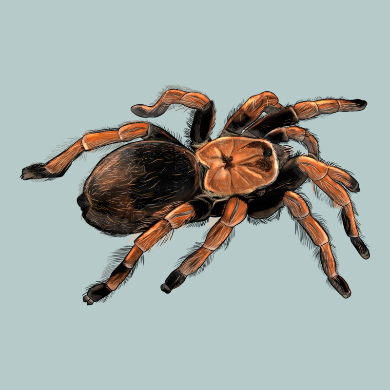 Mexican Red Knee Tarantula Heavy Core Tee by LillyAllenDesigns | Teevron