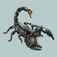 Scorpion Heavy Core Tee | Teevron