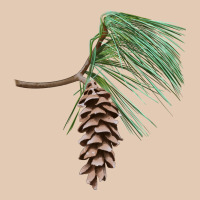 White Pine Cone Urban Hoodie | Teevron