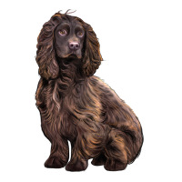 Boykin Spaniel Dog Ladies Tee | Teevron