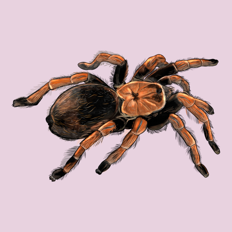 Mexican Red Knee Tarantula Ladies Tee by LillyAllenDesigns | Teevron