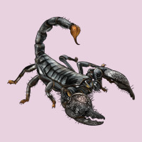 Scorpion Ladies Tee | Teevron