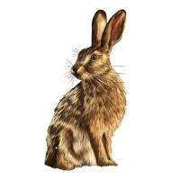 Hares | Teevron