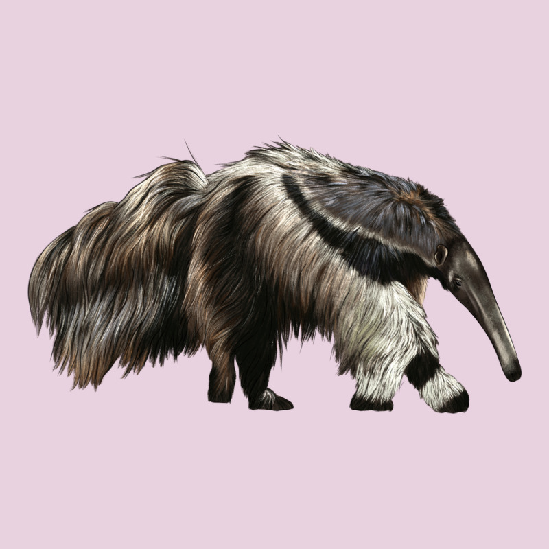 Anteaters Ladies Tee by LillyAllenDesigns | Teevron