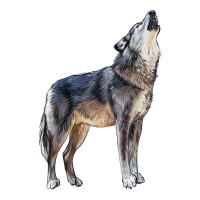 wolf | Teevron
