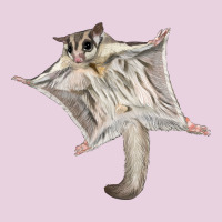 Sugar Glider Ladies Tee | Teevron