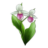 Pink And White Lady's Slipper Flower Illustrations Premium Tee | Teevron