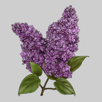 Purple Lilac Flower Illustrations Premium Tee | Teevron
