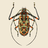 Acrocinus Beetle Illustrations Premium Tee | Teevron