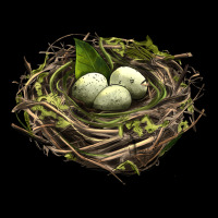 Bird Nest With Eggs Premium Tee | Teevron