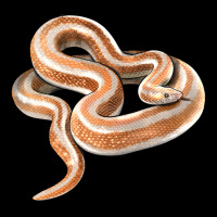 Rosy Boa Snake Illustrations Premium Tee | Teevron