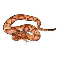 Copperhead Snake Illustrations | Teevron