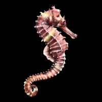 Pink Seahorse Premium Tee | Teevron