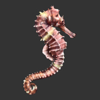 pink seahorse | Teevron