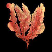 Pink Venus Fan Sea Coral Premium Tee | Teevron