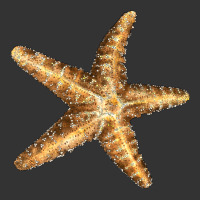 Starfish | Teevron