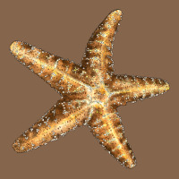 Starfish Premium Tee | Teevron