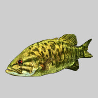 Smallmouth Bass Fish Illustrations Premium Tee | Teevron