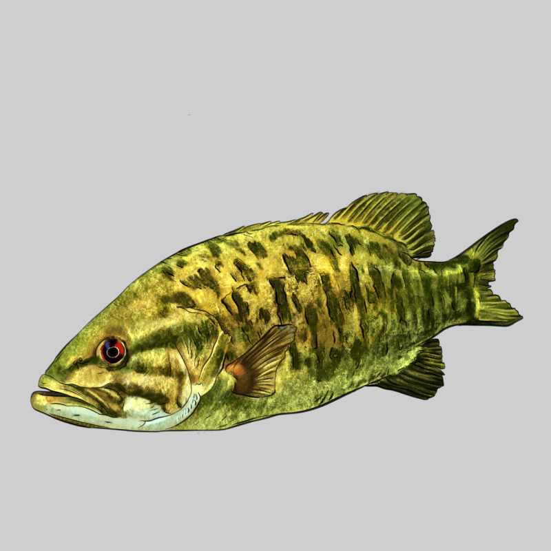 Smallmouth Bass Fish Illustrations Premium Tee by LillyAllenDesigns | Teevron