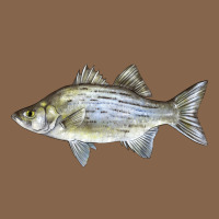 White Bass Fish Illustrations Premium Tee | Teevron