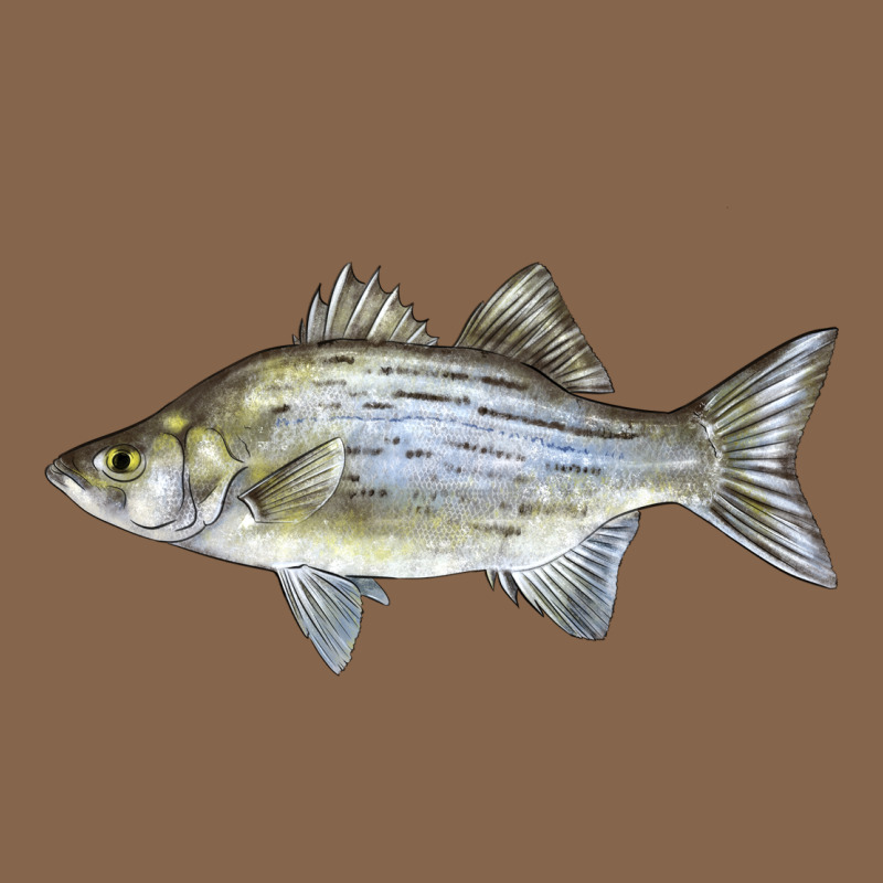 White Bass Fish Illustrations Premium Tee by LillyAllenDesigns | Teevron