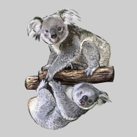 Koala Premium Tee | Teevron