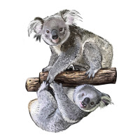 Koala | Teevron