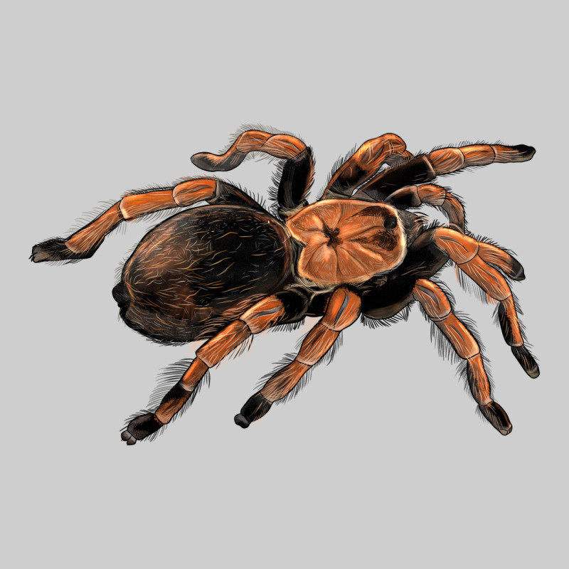 Mexican Red Knee Tarantula Premium Tee by LillyAllenDesigns | Teevron