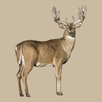 White Tailed Buck Deer Long Sleeve Tee | Teevron