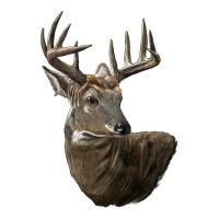 white tailed buck deer head | Teevron
