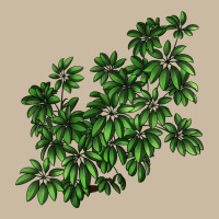 Botanical Schefflera Illustrations Long Sleeve Tee | Teevron