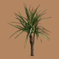 Dracaena Marginata Long Sleeve Tee | Teevron