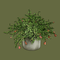 Dwarf Pomegranate Tree Illustrations Long Sleeve Tee | Teevron
