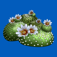 Blossfeldia Cactus Urban Hoodie | Teevron