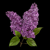 Purple Lilac Flower Urban Hoodie | Teevron
