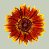 Little Becka Sunflower Long Sleeve Tee | Teevron