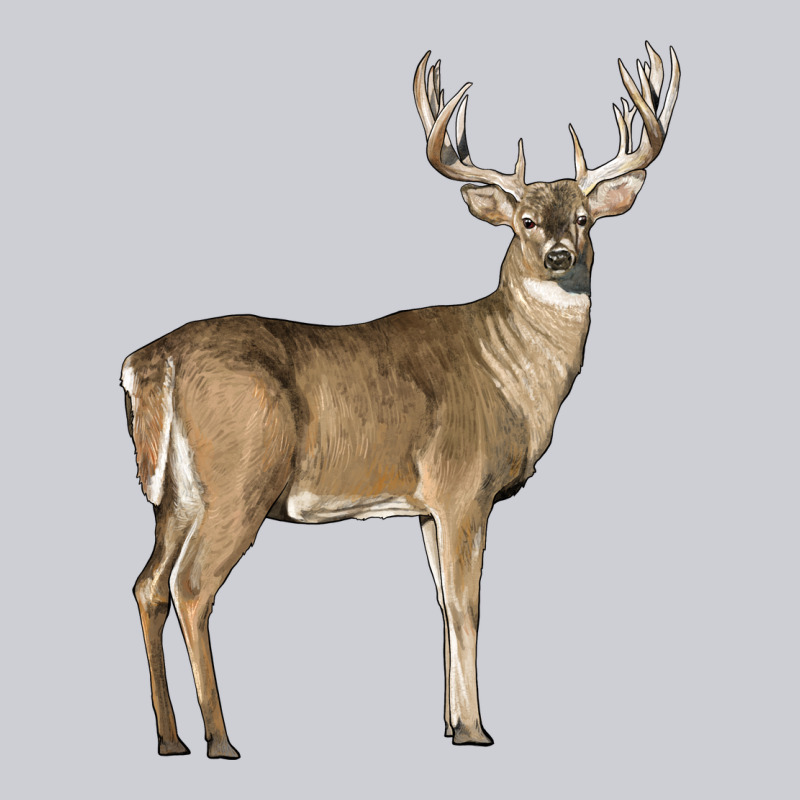 White Tailed Buck Deer Heavyweight Sweatshirt by LillyAllenDesigns | Teevron