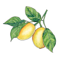 lemons | Teevron